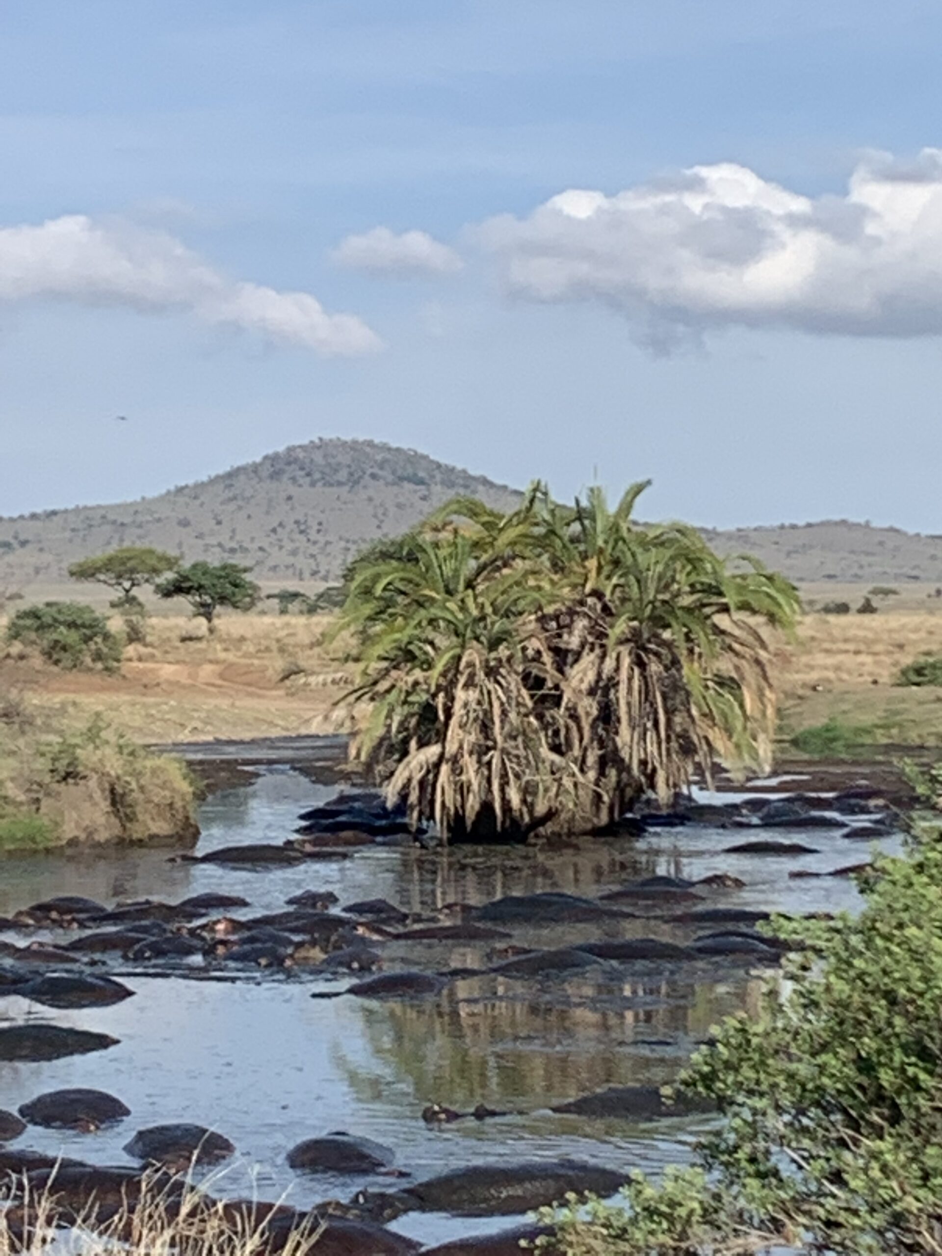 Hippos in the Serengeti - Tanzania