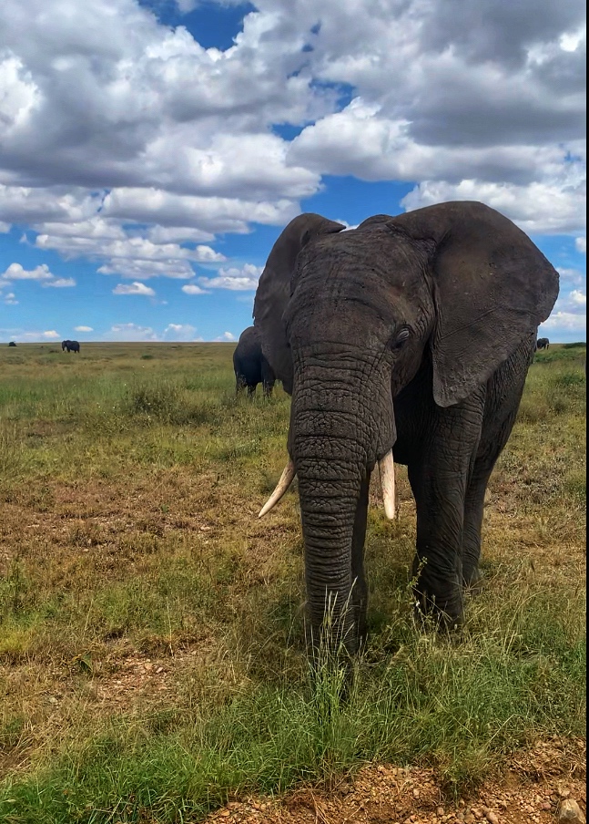 Elephants on African Safari - Tanzania