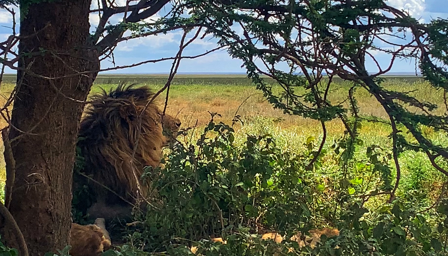 Lions in the Serengeti