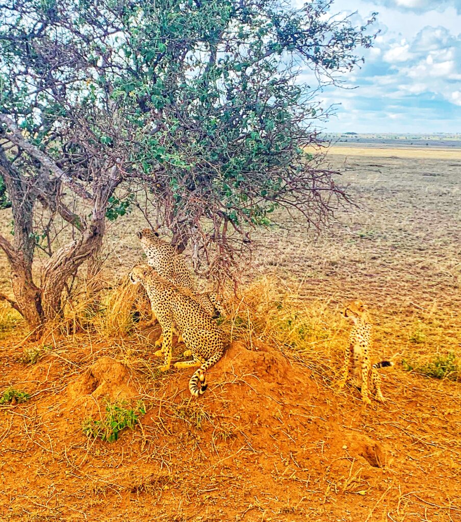 Cheetahs on African Safari in Tanzania