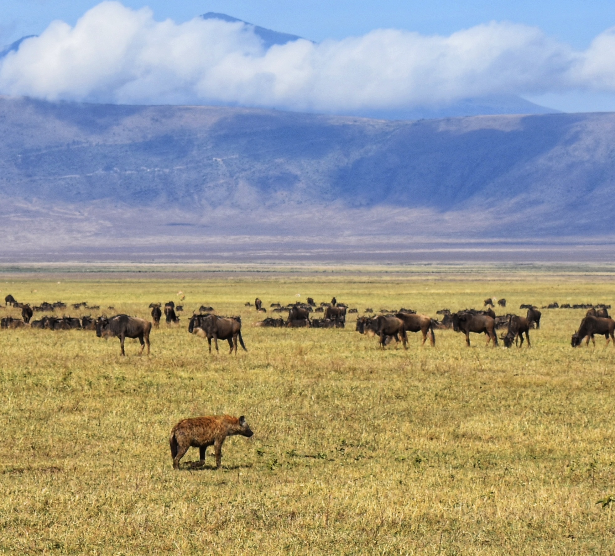 Hyenas and Wilder Beasts in the Ngorongoro Crater - Tanzania